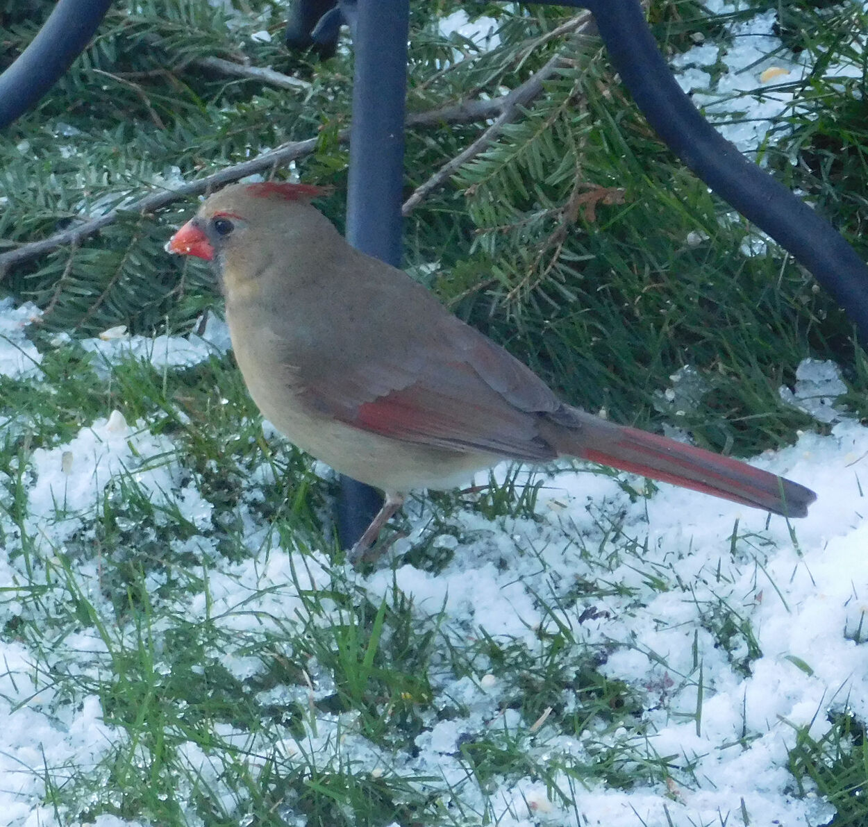 Female cardinal